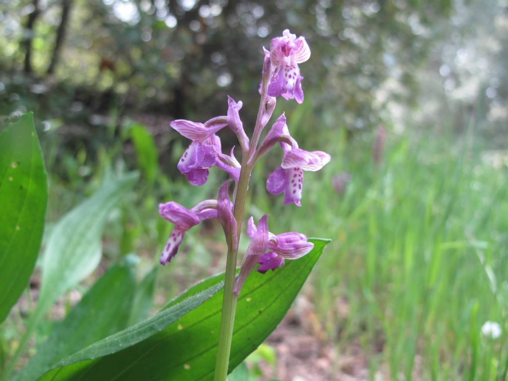 Orchidee del Vesuvio